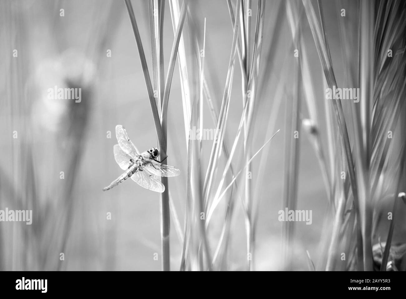 Dragonfly insect sitting on the green grass. Summer time near seaside. Dragonflies are flying insects. aerial predatory insect commonly found near Stock Photo