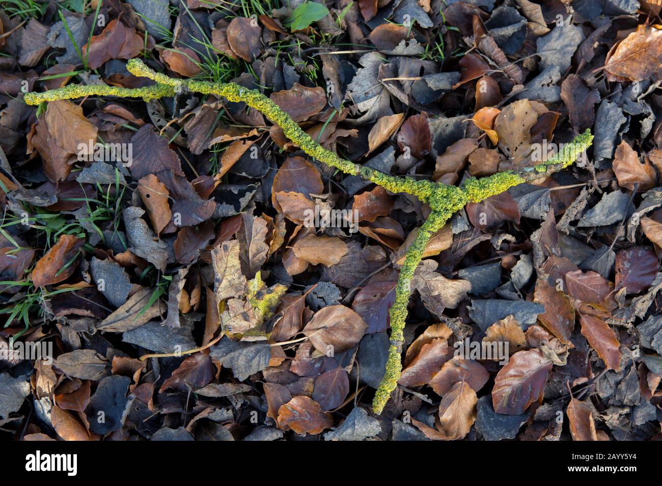 A broken branch covered in Lichen lying on fallen leaves. Stock Photo