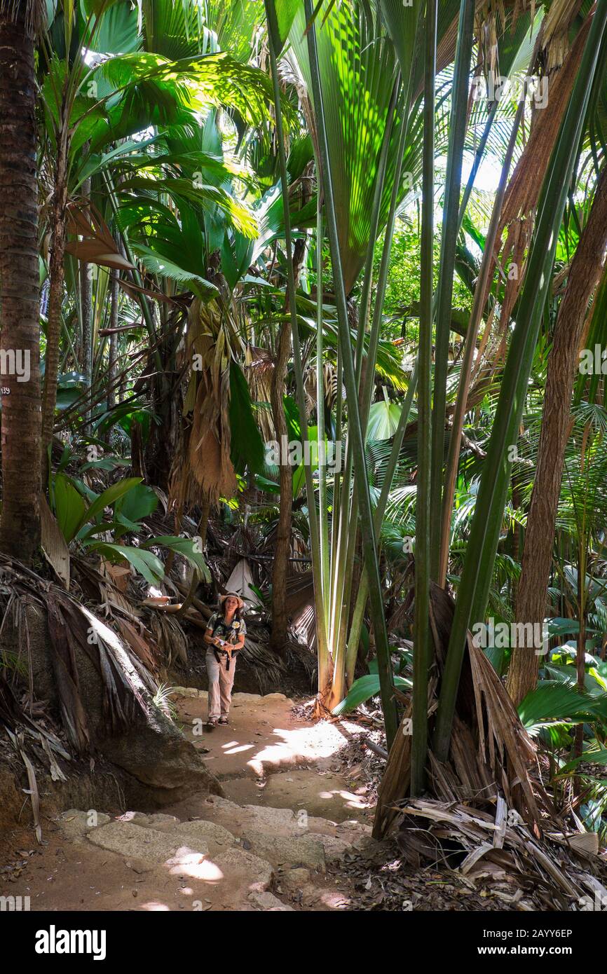 Woman walking on a trail in the palmjungle of World Heritage Vallee de Mai in Praslin National Park, Seychelles. Model released Stock Photo