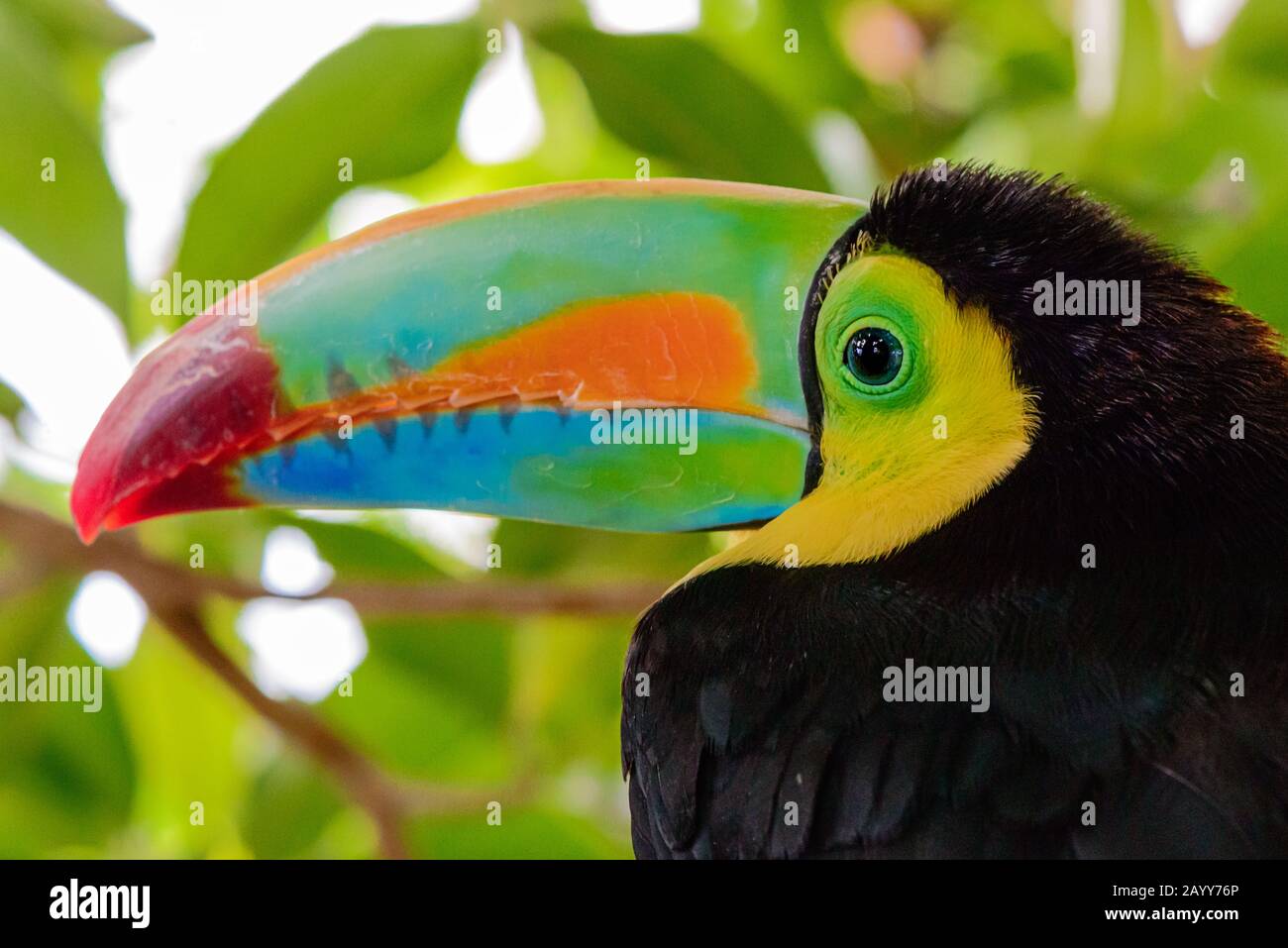 Portrait of the beautiful coloured Keel billed toucan, ramphastos sulfuratus Stock Photo