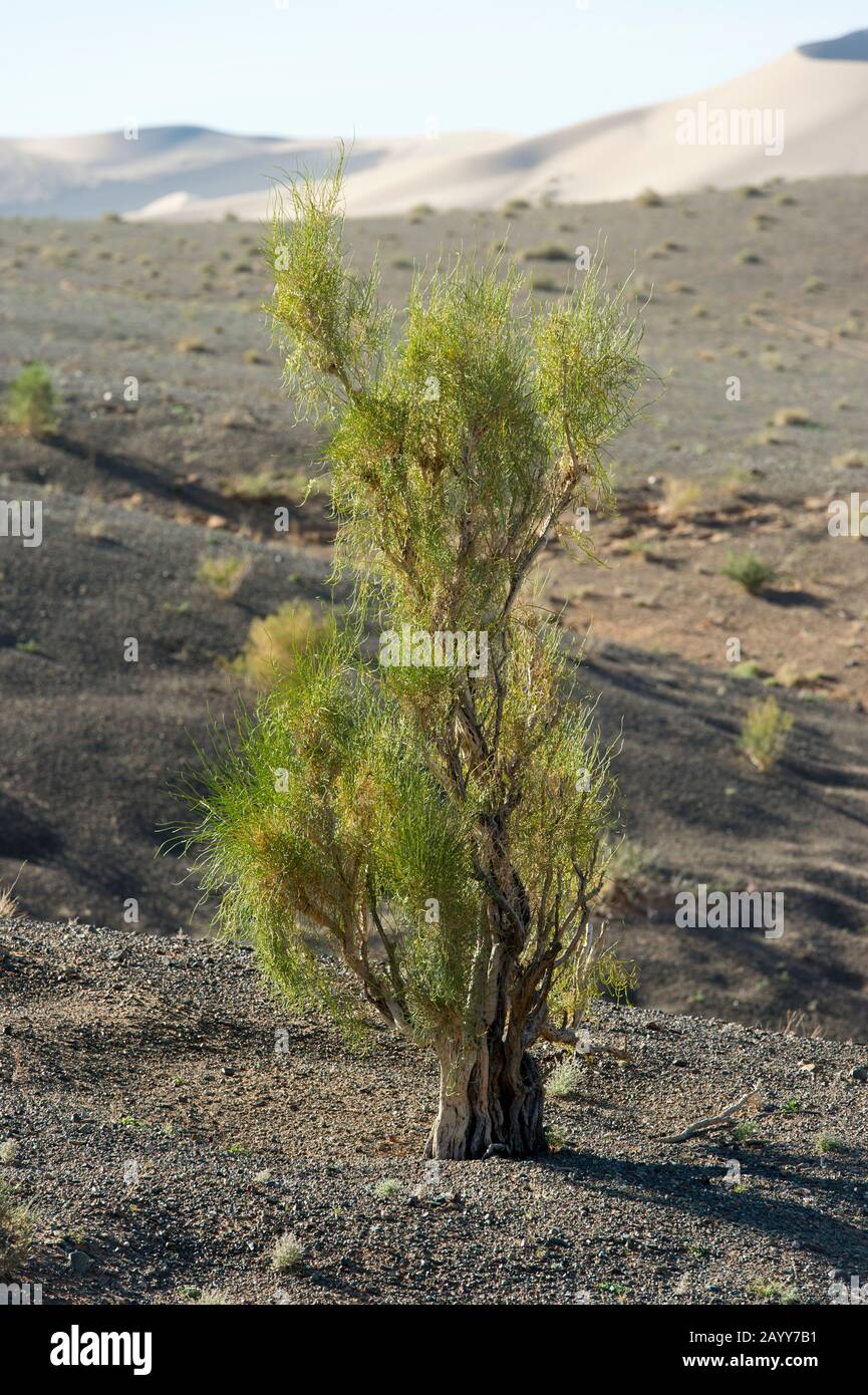 A saxaul tree (Haloxylon ammodendron) at the Hongoryn Els sand dunes in the Gobi Desert in southern Mongolia. Stock Photo