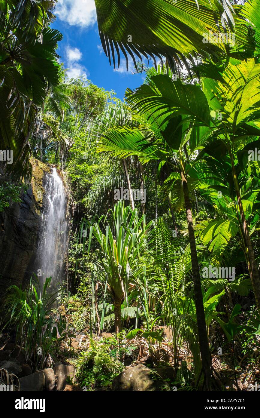 Waterfall in the palmforest of Praslin National Park, Praslin Island, Seychelles Stock Photo