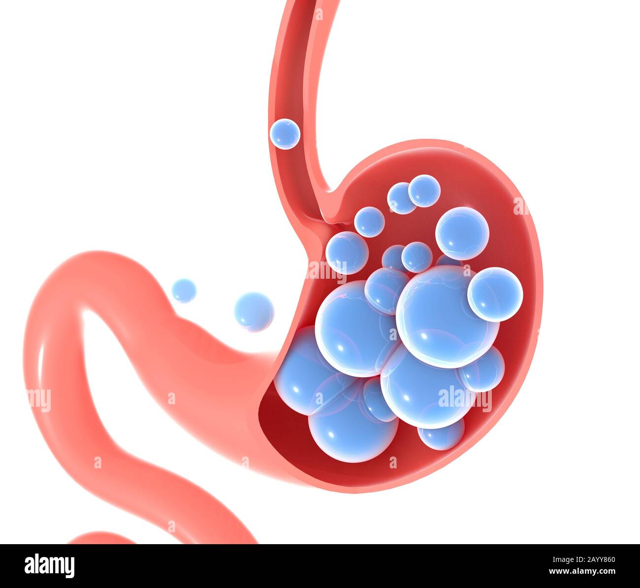 3D illustration of the human stomach with gases. Graphic representation