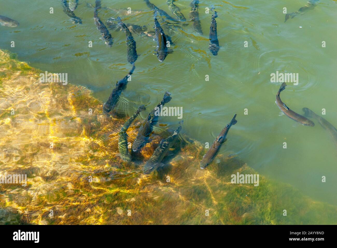 Trout in nature, underwater scene Stock Photo