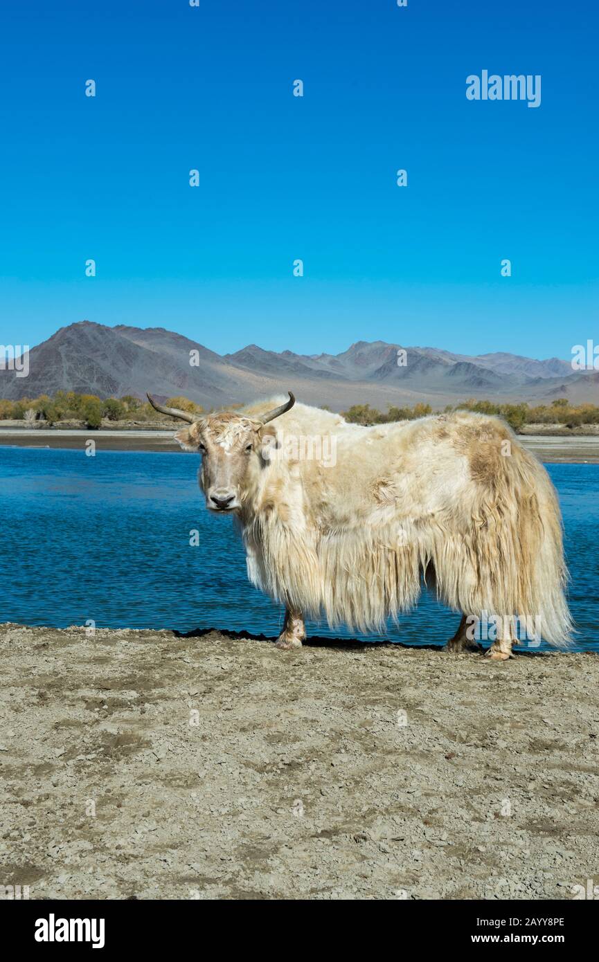 A white yak along the Hovd River near the city of Ulgii (Ölgii) in the Bayan-Ulgii Province in western Mongolia. Stock Photo