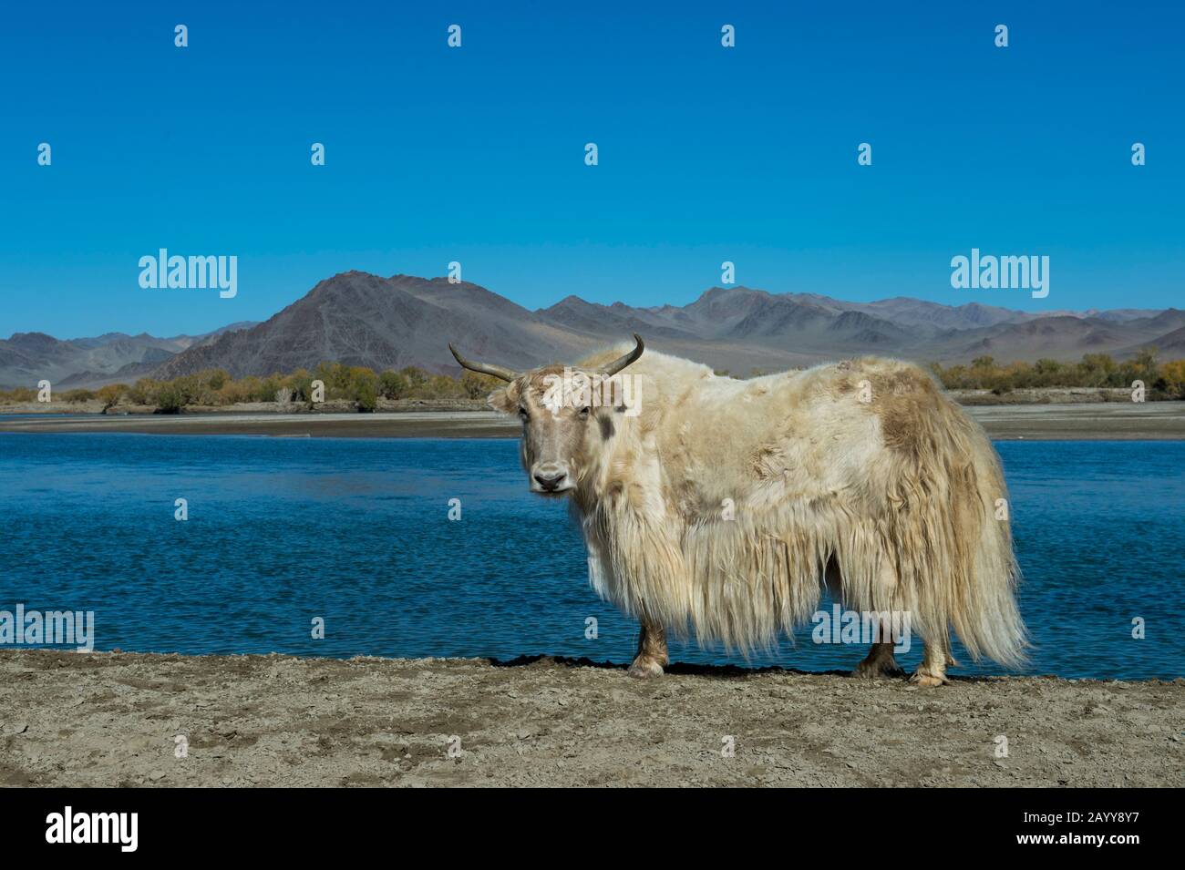 A white yak along the Hovd River near the city of Ulgii (Ölgii) in the Bayan-Ulgii Province in western Mongolia. Stock Photo