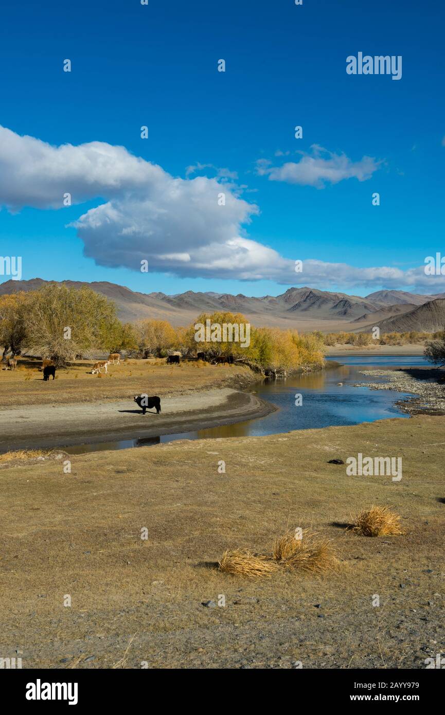 Cows grazing along the Hovd River near the city of Ulgii (Ölgii) in the Bayan-Ulgii Province in western Mongolia. Stock Photo