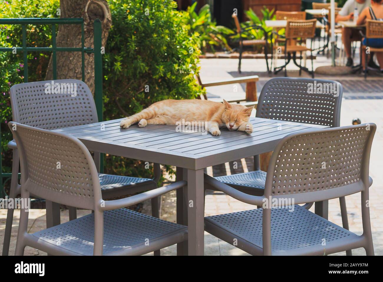 Cat sleep outside on a caffes table Stock Photo