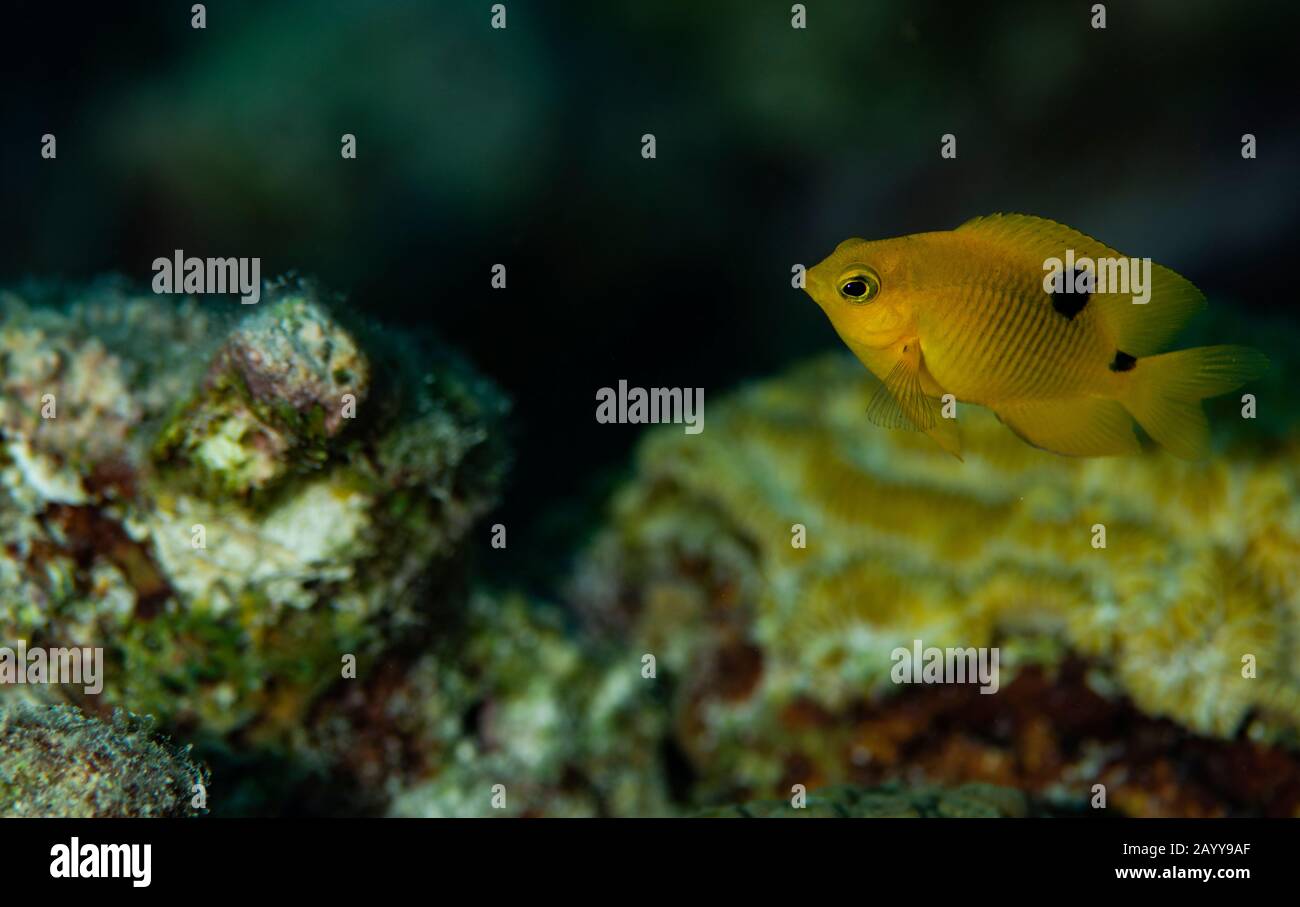 A three spot damselfish on Buddy's Reef in Bonaire, Netherlands. The scientific name is stegastes planifrons. Stock Photo