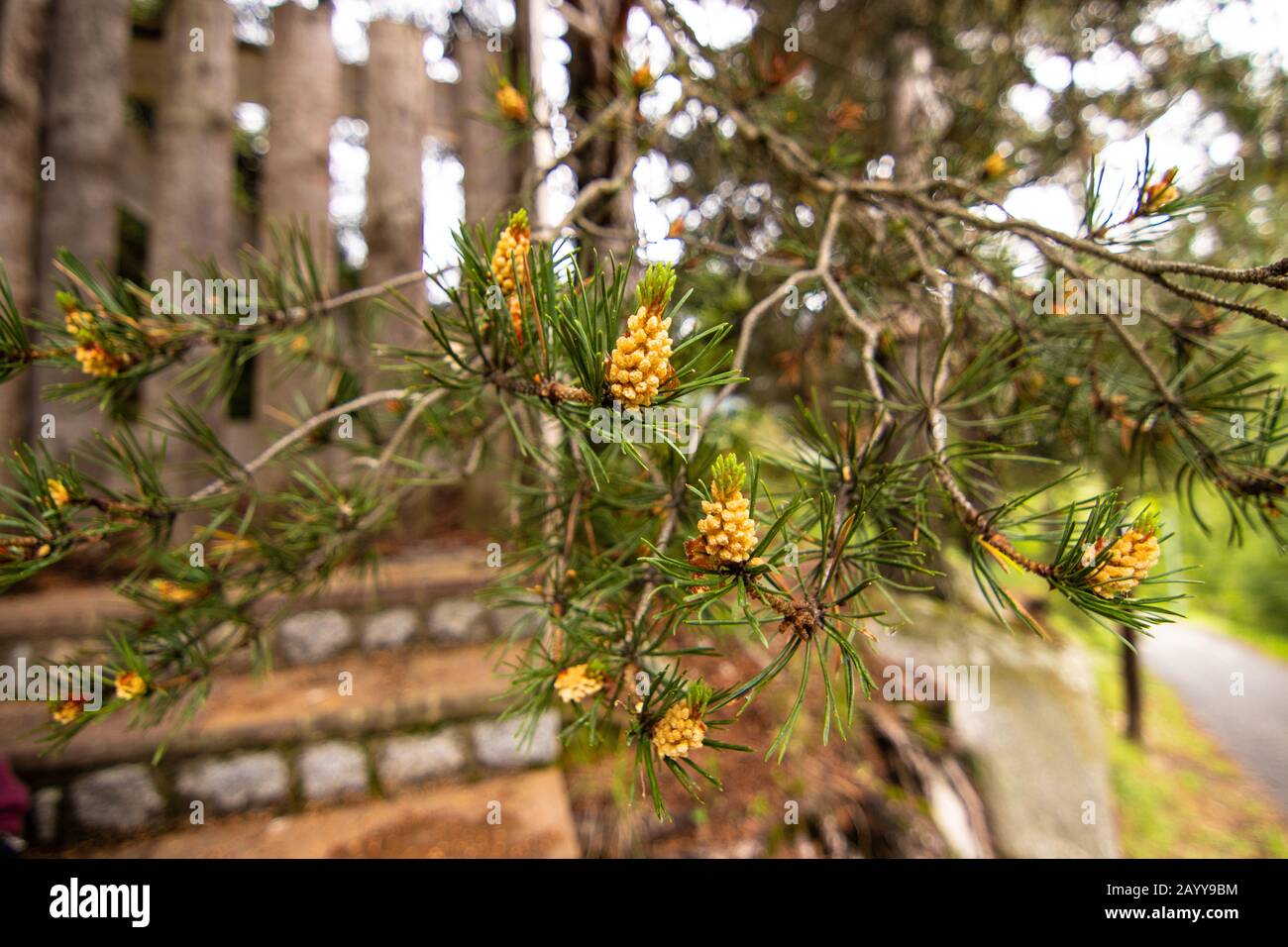 Pine tree cones in the forest, near the ancient building in the village of Encamp in Andorra Stock Photo