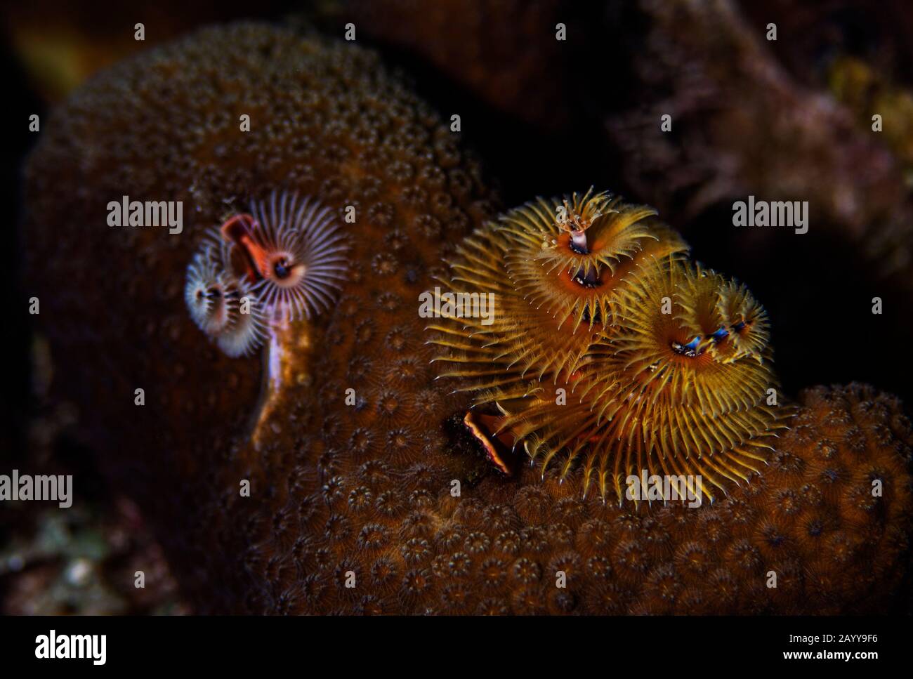Christmas Tree Worms on the stony coral at Buddy's Reef in Bonaire