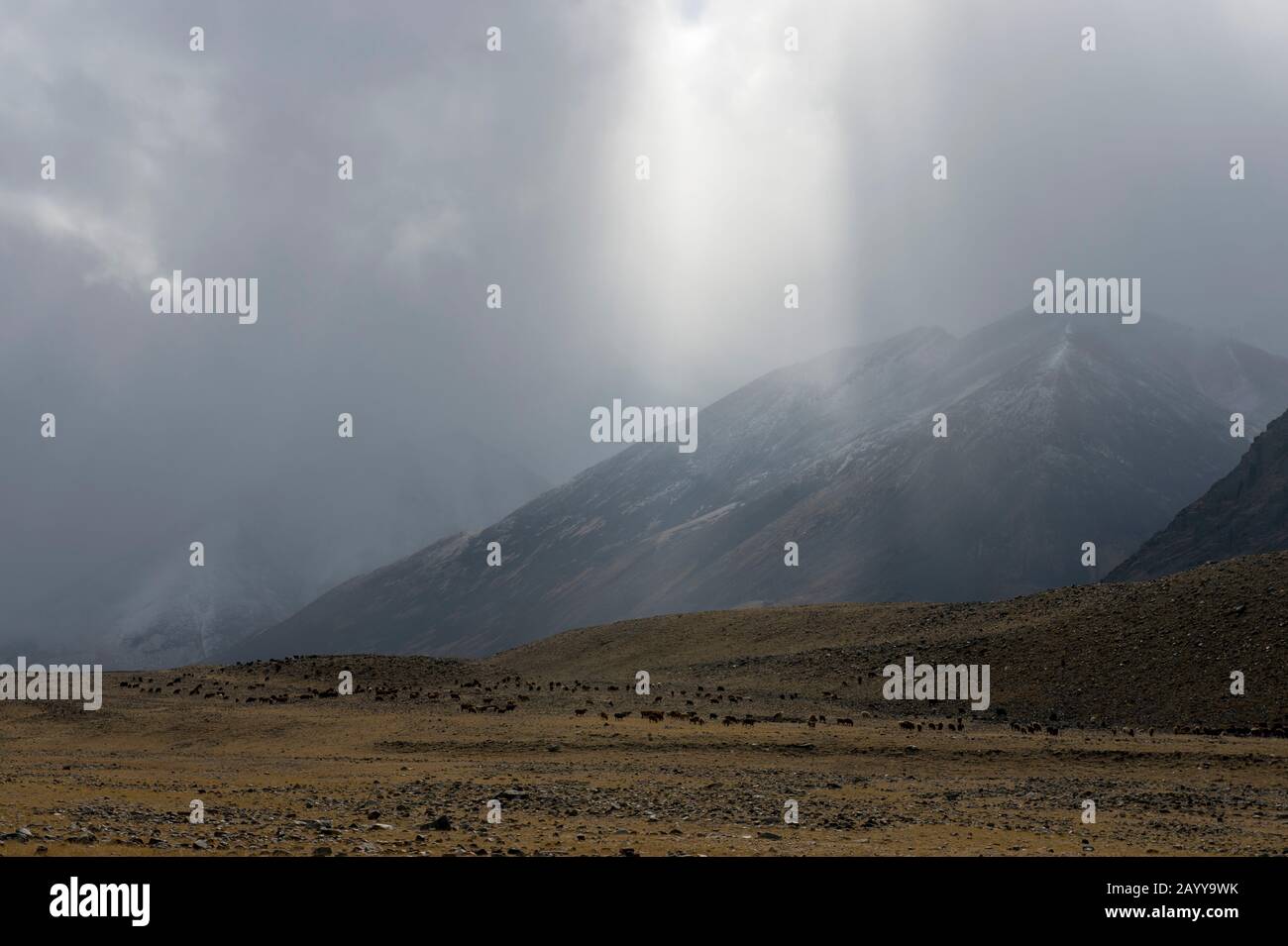 Sheep and goats grazing during snow and rainfall in the Hatuugeen River Valley in the Altai Mountains in the Bayan-Ulgii Province in western Mongolia. Stock Photo