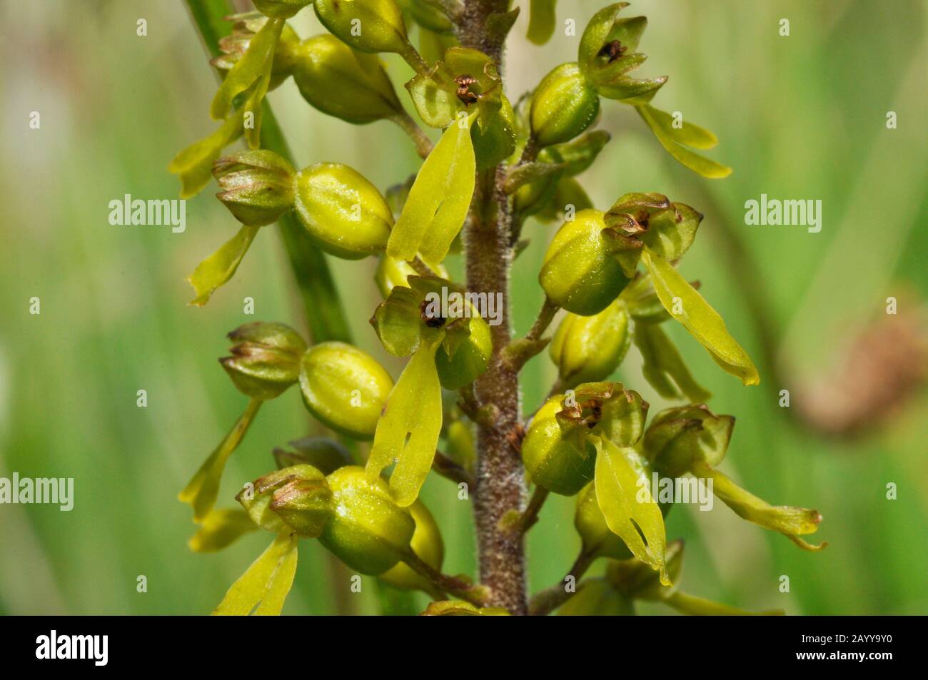 Common Twayblade,' Neottia ovata',alt.'Listera ovata',close up,Perennial,calcareous soil, Summer, Wiltshire, UK. Stock Photo