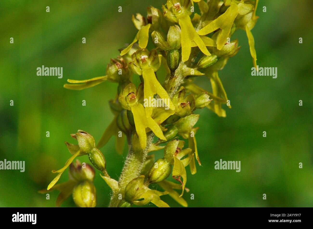 Common Twayblade,' Neottia ovata',alt.'Listera ovata',close up;Perennial,calcareous soil, Summer, Wiltshire, UK. Stock Photo
