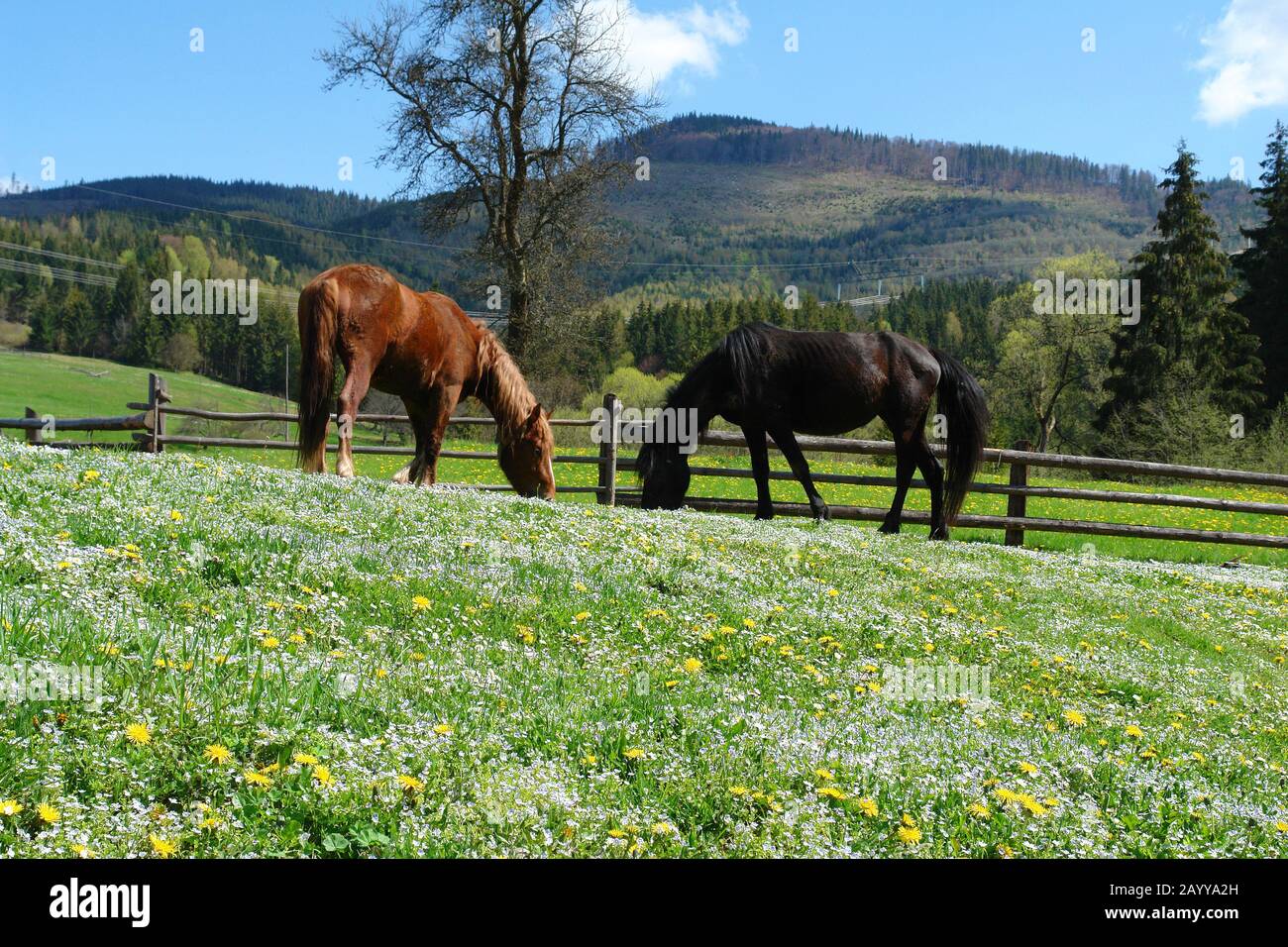Beautiful wild horses graze in the high mountains in summer Stock Photo
