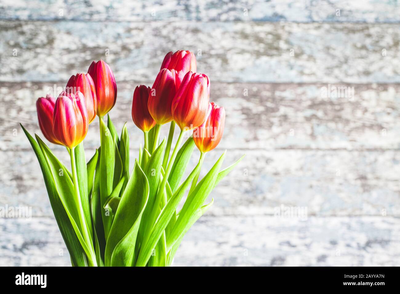 Spring flower tulip. Red tulips Stock Photo - Alamy