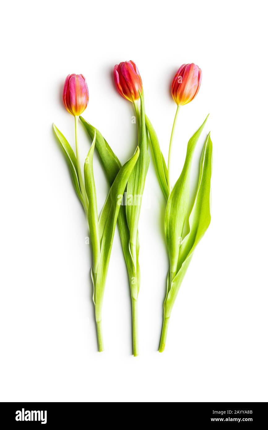 Spring flower tulip. Red tulips isolated on white background Stock ...