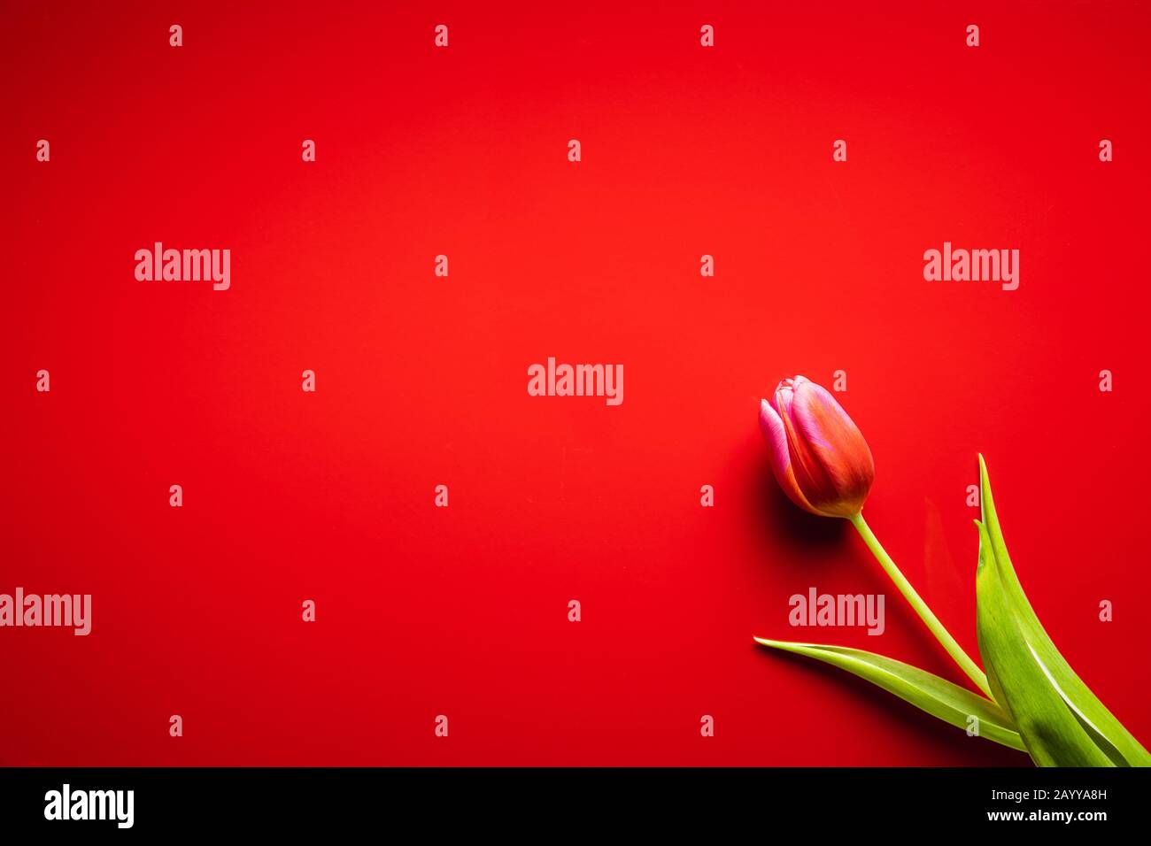 Spring flower tulip. Red tulips on red background. Stock Photo