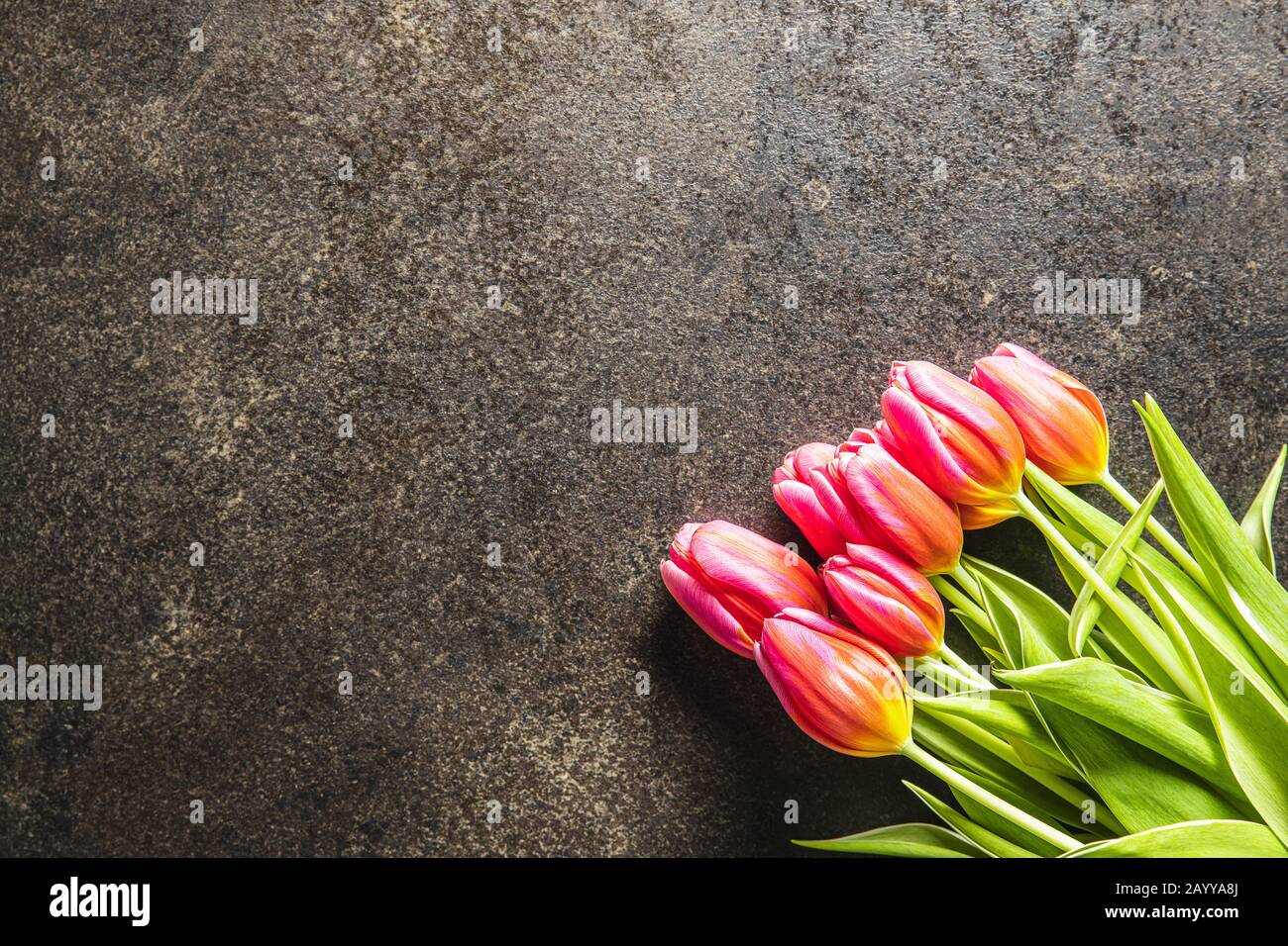 Spring flower tulip. Red tulips. Stock Photo