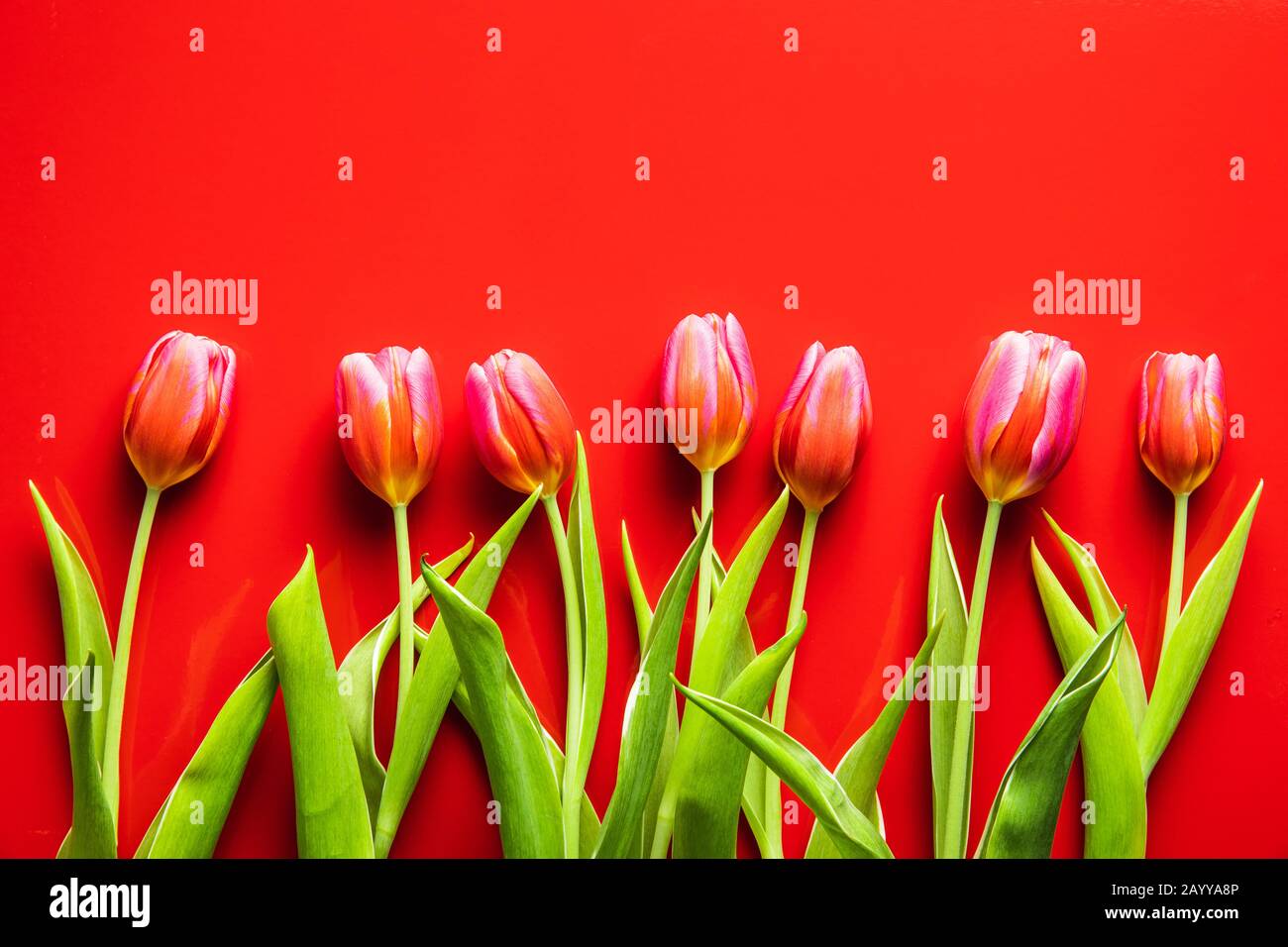 Spring flower tulip. Red tulips on red background. Stock Photo
