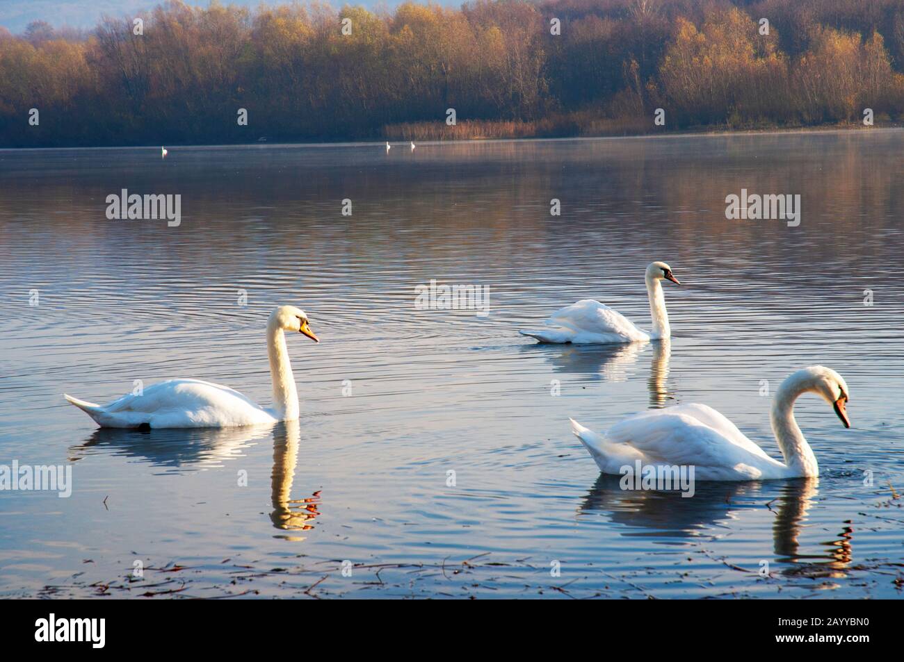 White swans on a colorful lake Stock Photo Alamy