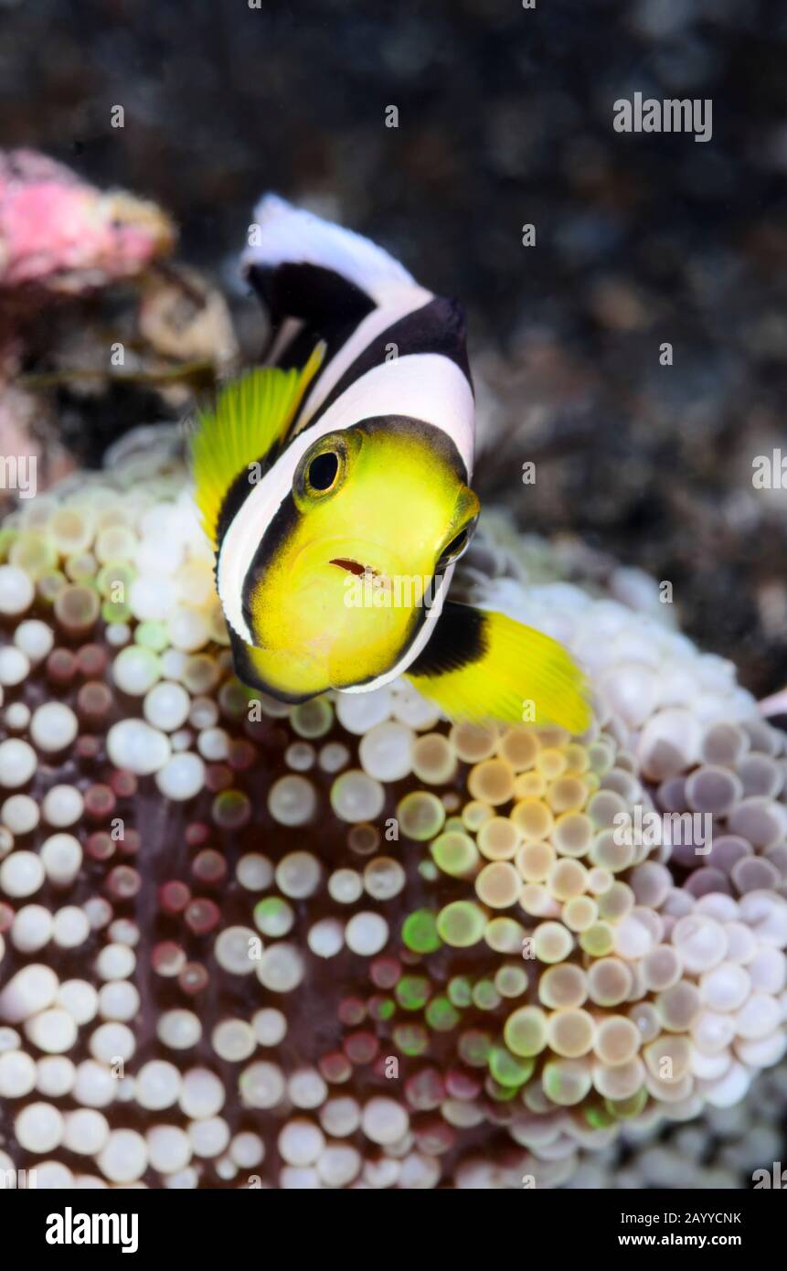 juvenile Saddleback anemonefish, Amphiprion polymnus, Lembeh Strait, North Sulawesi, Indonesia, Pacific Stock Photo
