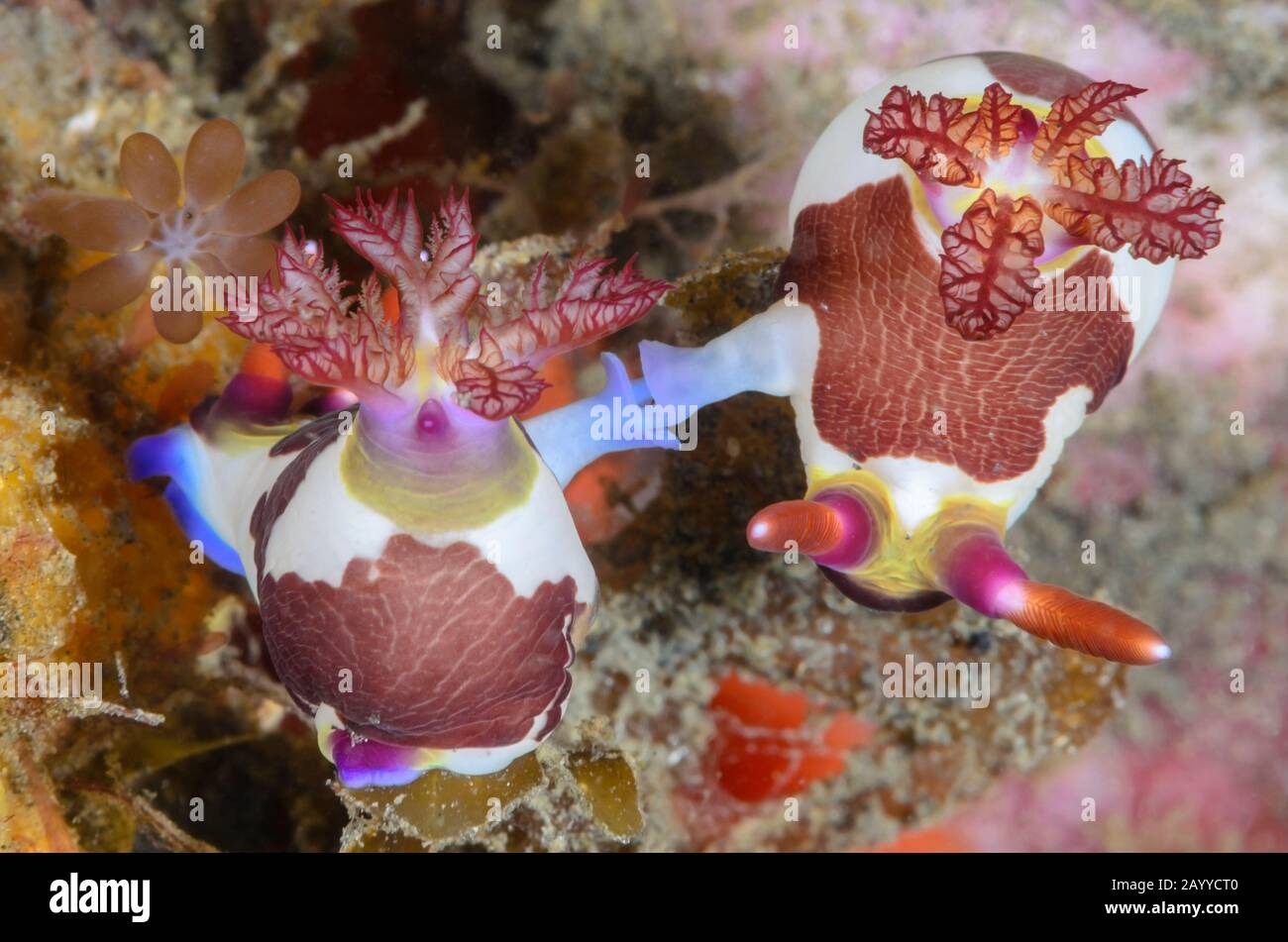 mating sea slugs or nudibranchs, Nembrotha chamberlaini, Lembeh Strait, North Sulawesi, Indonesia, Pacific Stock Photo
