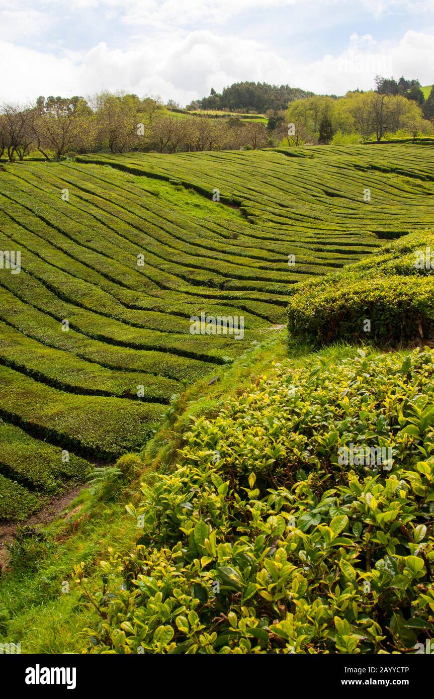 Azores Tea Azores tea hi-res stock photography and images - Alamy