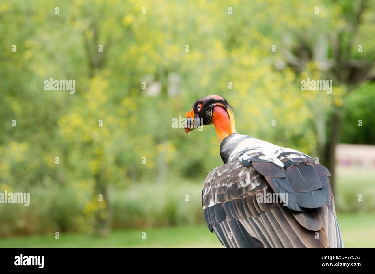 Stock photo of Head portrait of King vulture (Sarcoramphus papa) calling in  the rain. Available for sale on