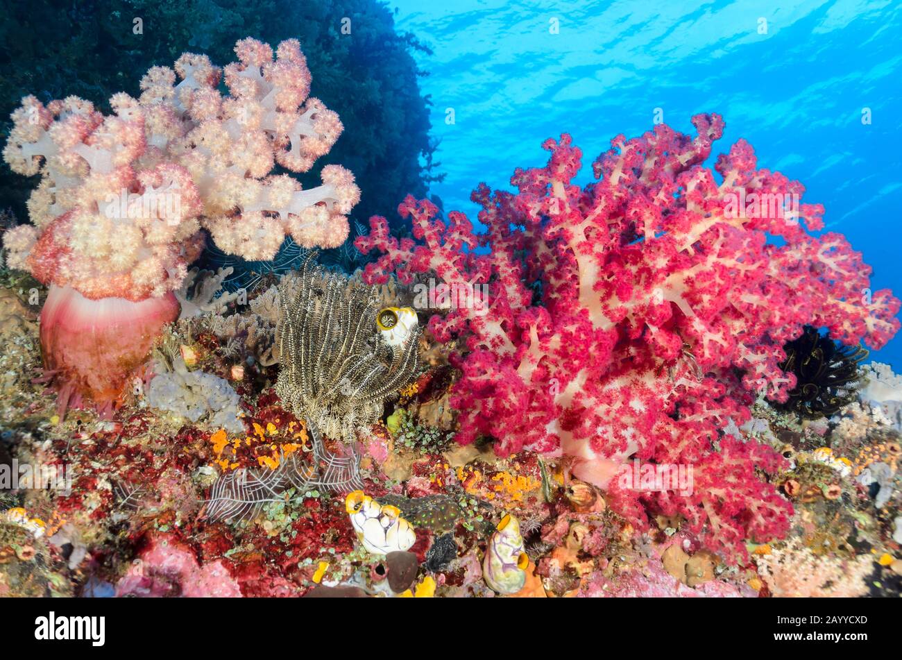 Divicarate Tree Corals, Dendronepthya sp. ,Lembeh Strait, North Sulawesi, Indonesia, Pacific Stock Photo