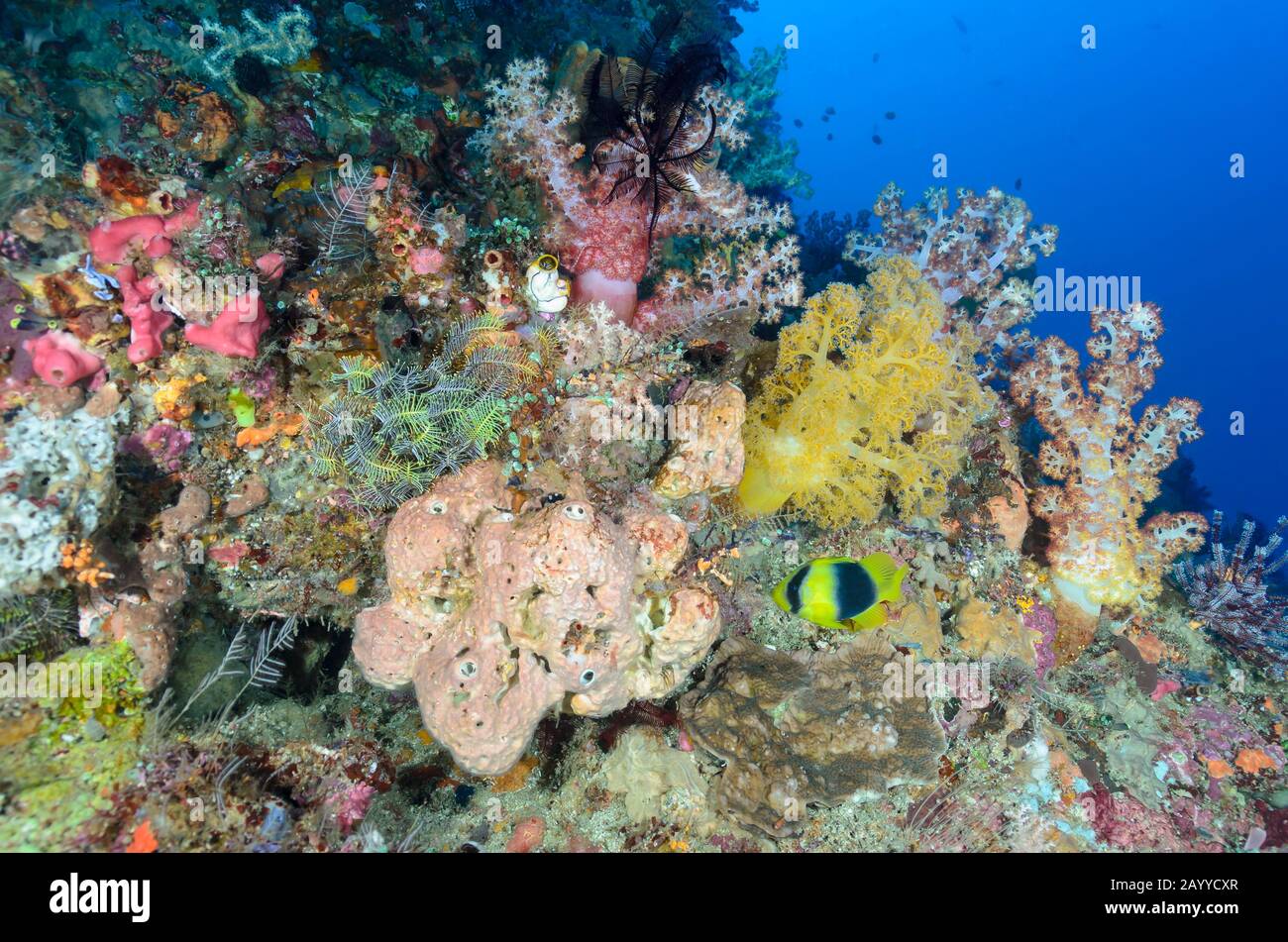 Reef scene with tree corals and Doublebanded soapfish, Diploprion bifasciatum,  North Lembeh Island, Lembeh Strait, North Sulawesi, Indonesia, Pacific Stock Photo