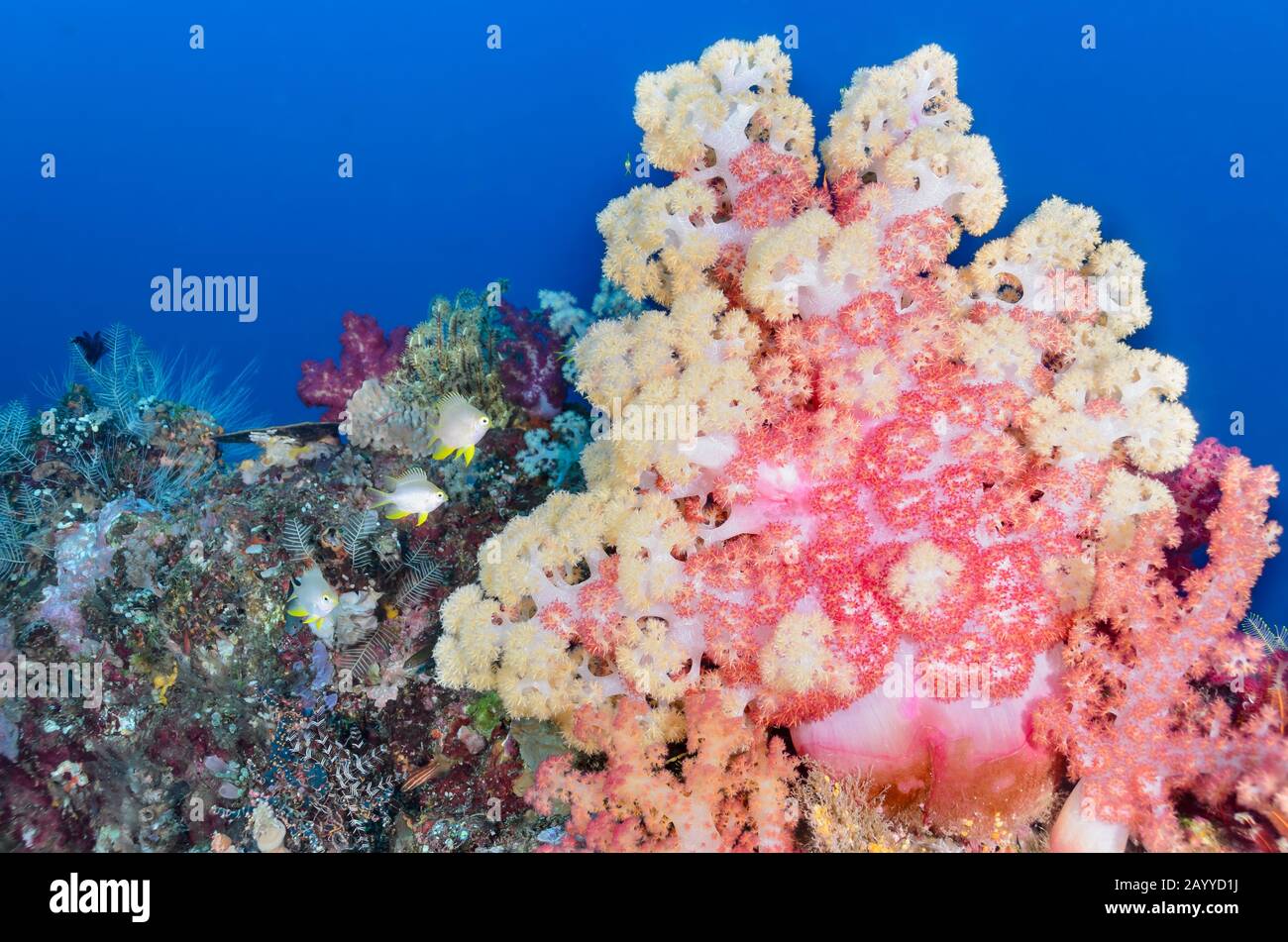 Divicarate Tree Coral, Dendronepthya sp. and Golden Damsels, Amblyglyphidodon aureus, Lembeh Strait, North Sulawesi, Indonesia, Pacific Stock Photo