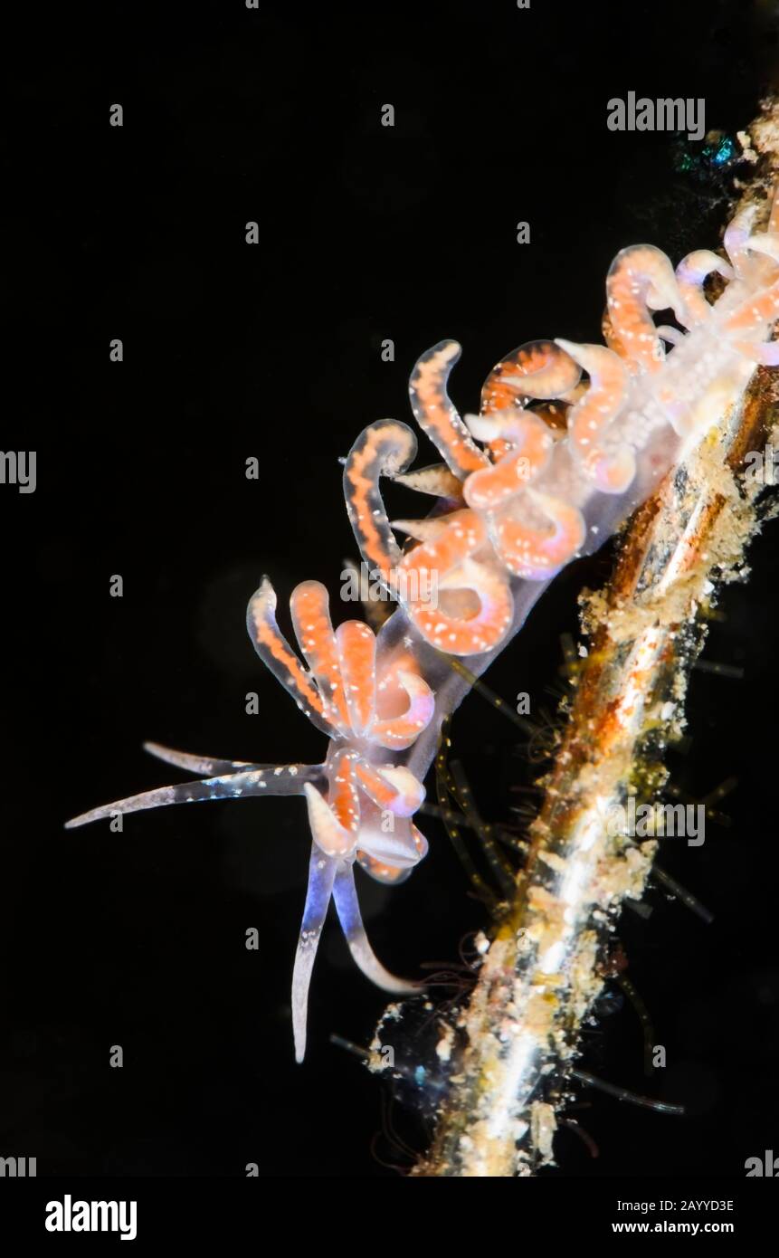 sea slug or nudibranch, Phyllodesmium poindimiei, Lembeh Strait, North Sulawesi, Indonesia, Pacific Stock Photo