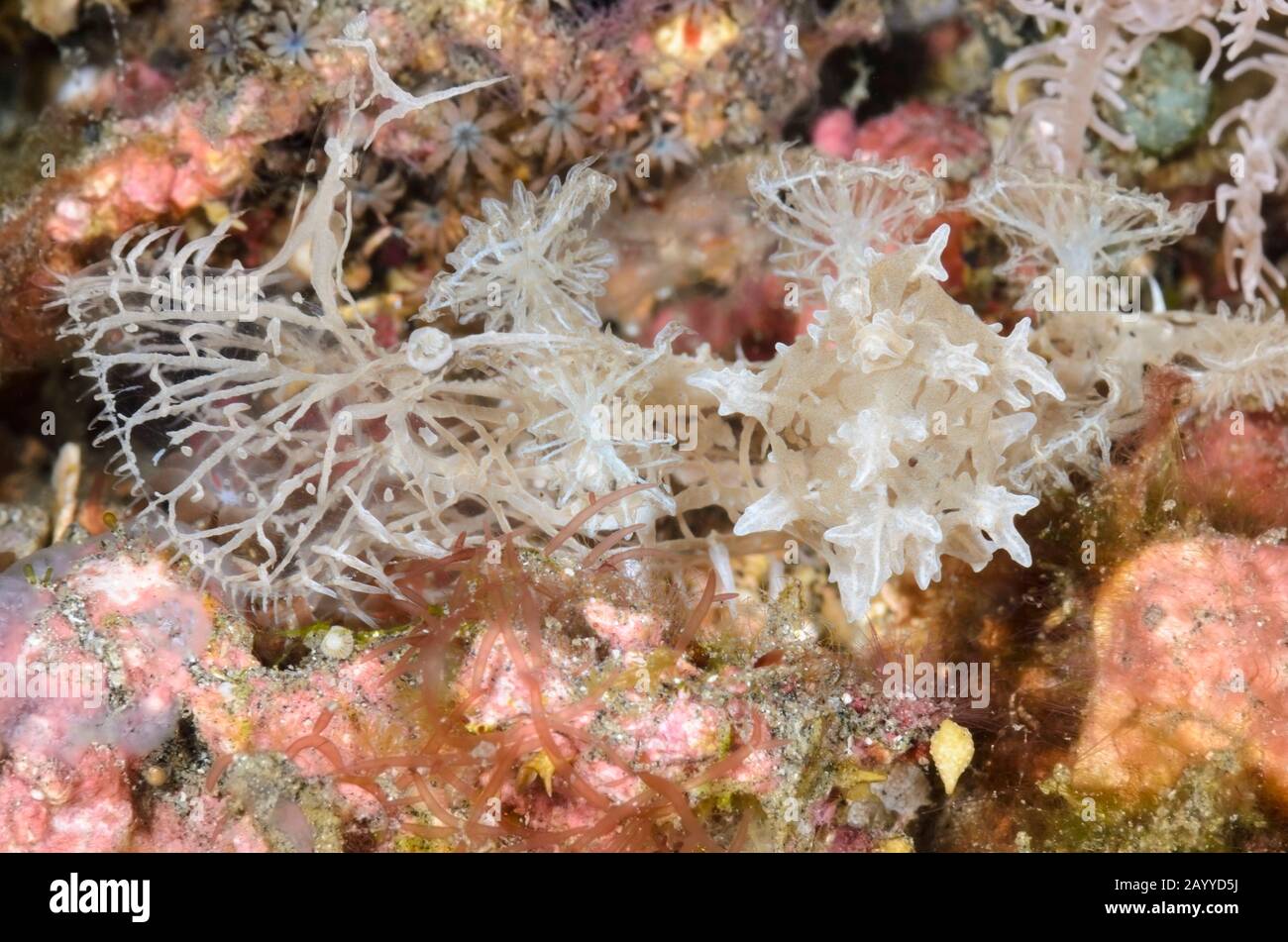 sea slug or nudibranch, Melibe colemani, Lembeh Strait, North Sulawesi, Indonesia, Pacific Stock Photo