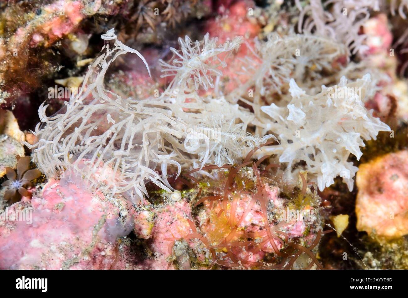 sea slug or nudibranch, Melibe colemani, Lembeh Strait, North Sulawesi, Indonesia, Pacific Stock Photo