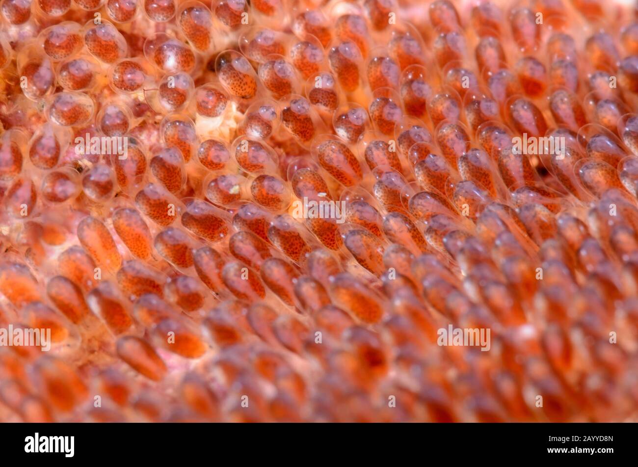 Saddleback anemonefish eggs, Amphiprion polymnus, Lembeh Strait, North Sulawesi, Indonesia, Pacific Stock Photo