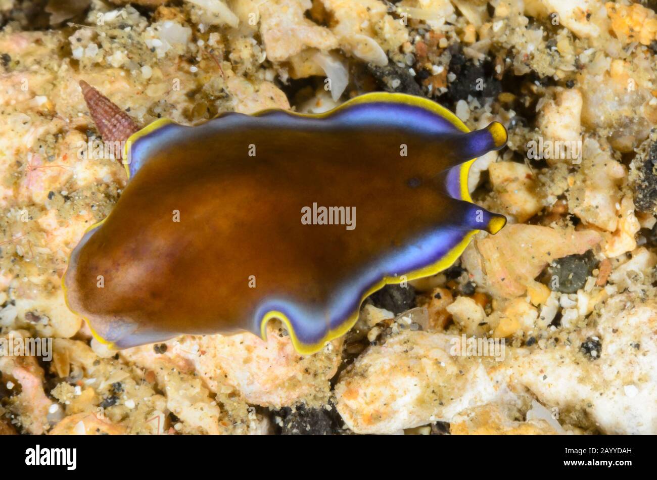 Marine flatworm, Pseudoceros prudhoei, Lembeh Strait, North Sulawesi, Indonesia, Pacific Stock Photo