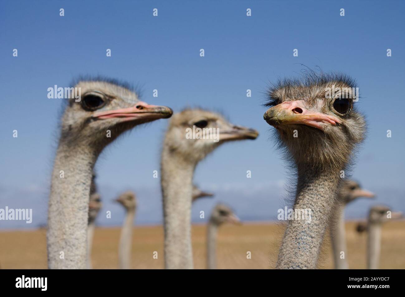 Ostriches ostrich herd on south african savanna field Stock Photo