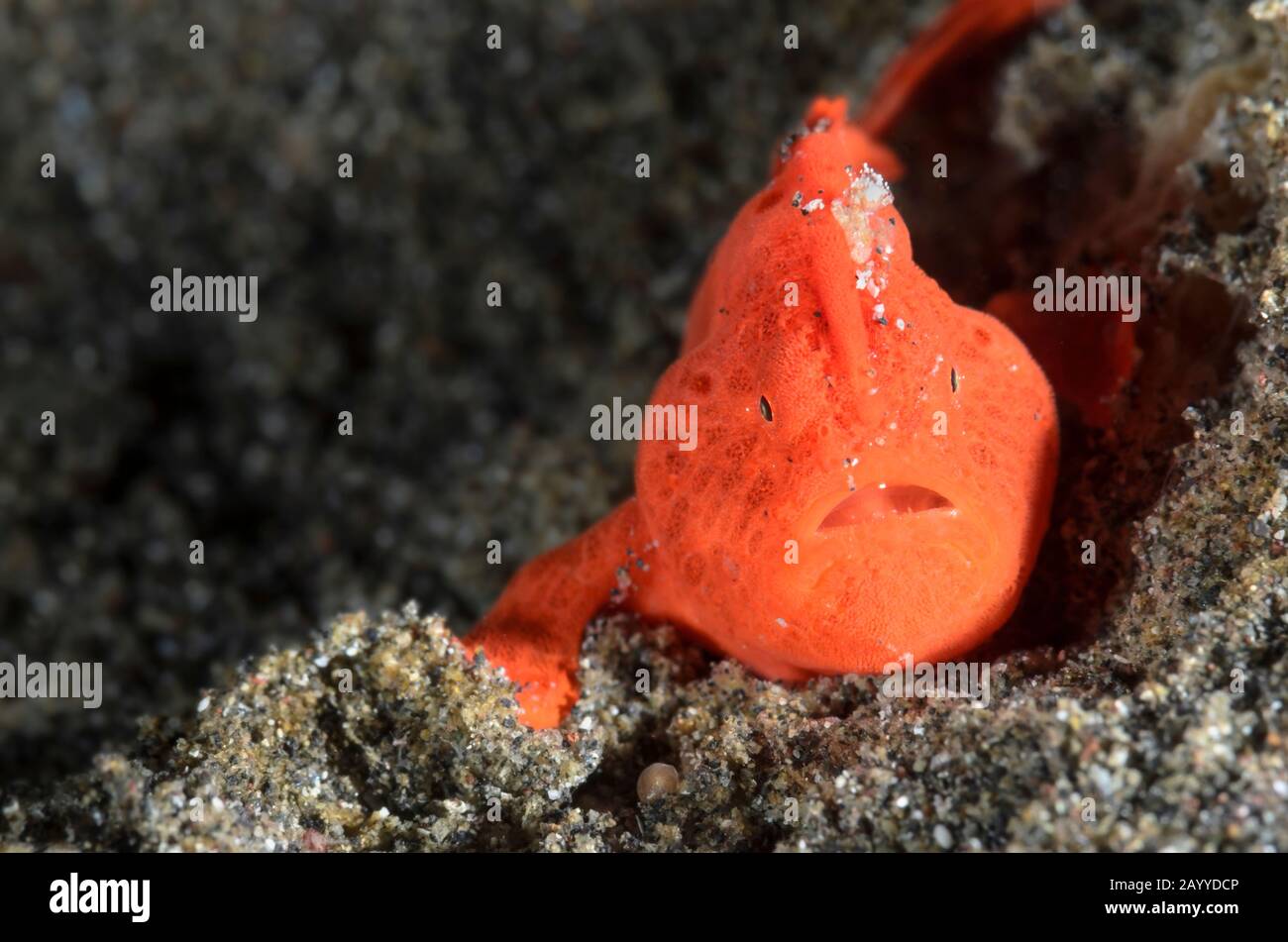 juvenile Painted frogfish, Antennarius pictus,  Lembeh Strait, North Sulawesi, Indonesia, Pacific Stock Photo