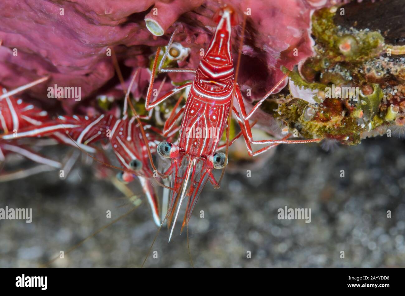 Dancing shrimp, Rhynchocinetes durbanensis, Lembeh Strait, North Sulawesi, Indonesia, Pacific Stock Photo