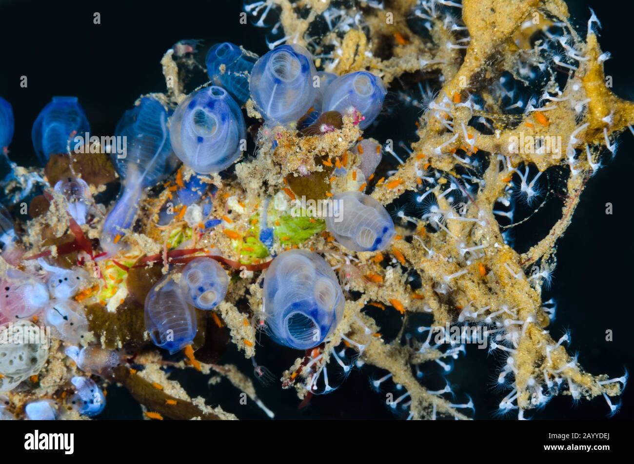 Bluebell tunicates, Clavelina moluccensis, with sponge isopods, Santia sp., Lembeh Strait, North Sulawesi, Indonesia, Pacific Stock Photo