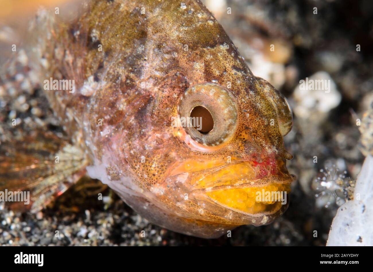 Weedy Cardinalfish, Foa fo,  adult male,  protectively carrying eggs in mouth, Lembeh Strait, North Sulawesi, Indonesia, Pacific Stock Photo