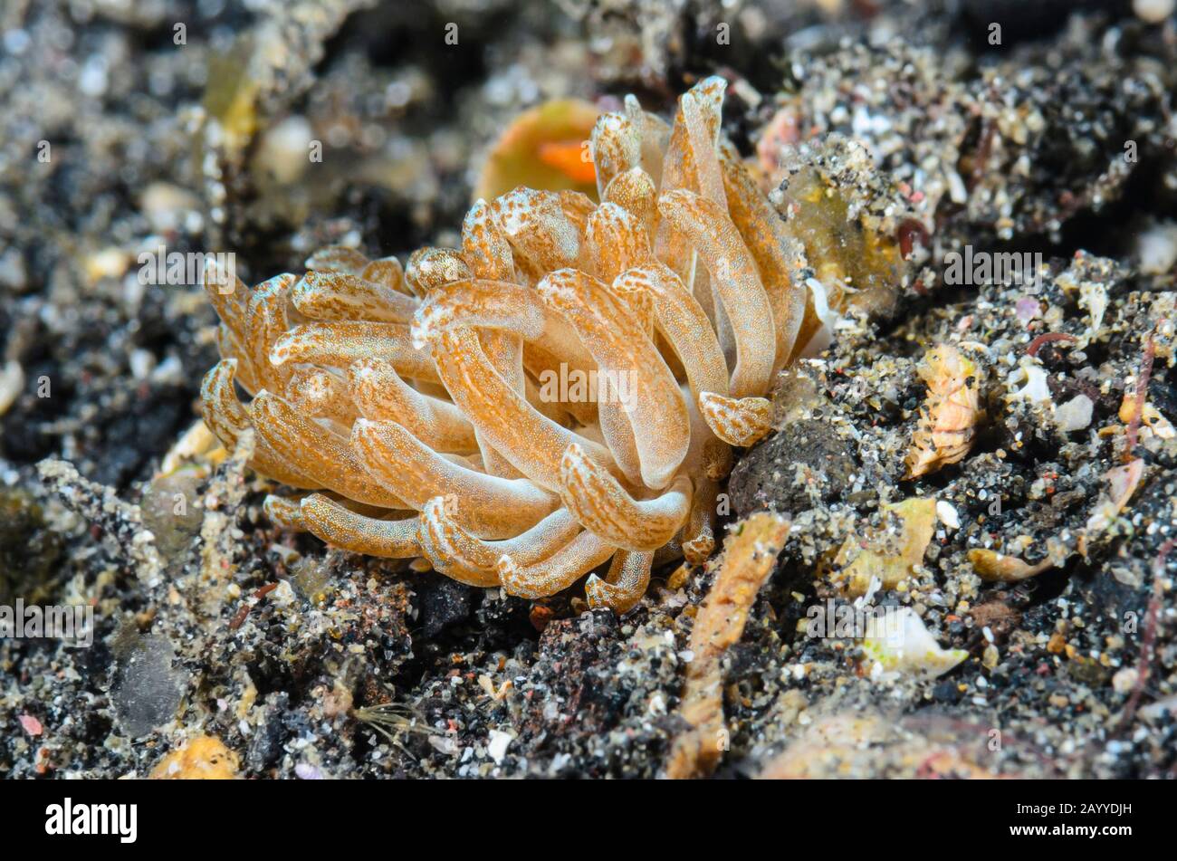 sea slug or nudibranch, Phyllodesmium sp., Lembeh Strait, North Sulawesi, Indonesia, Pacific Stock Photo