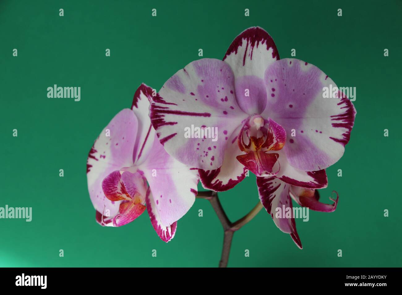A pink white orchid on a green background Stock Photo