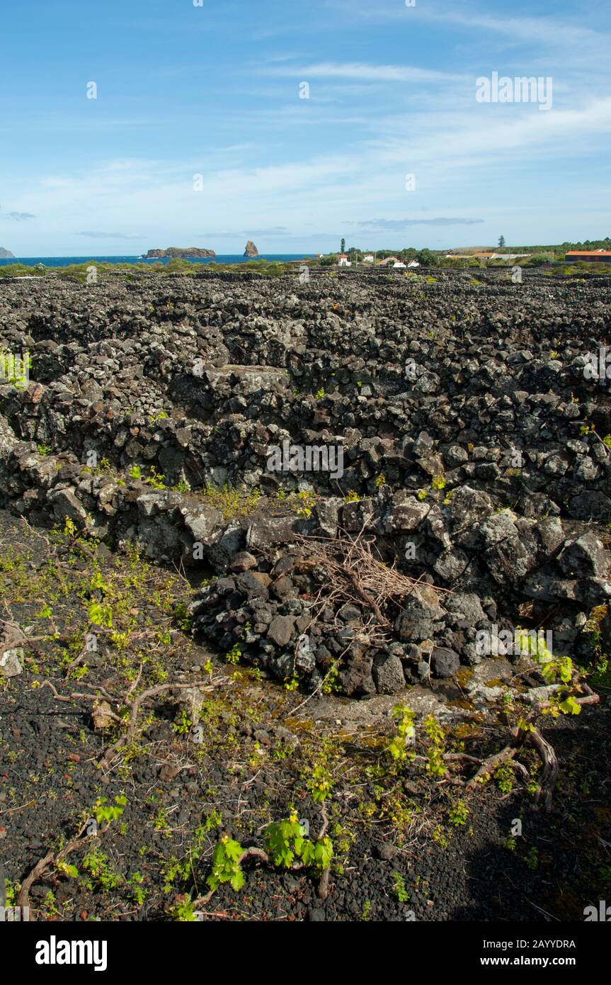 The Landscape of the Pico Island Vineyard Culture (UNESCO World ...