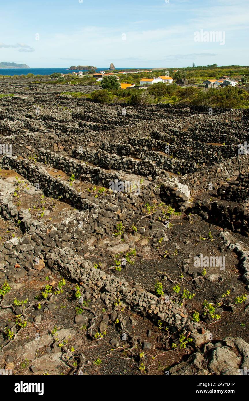 The Landscape of the Pico Island Vineyard Culture (UNESCO World ...