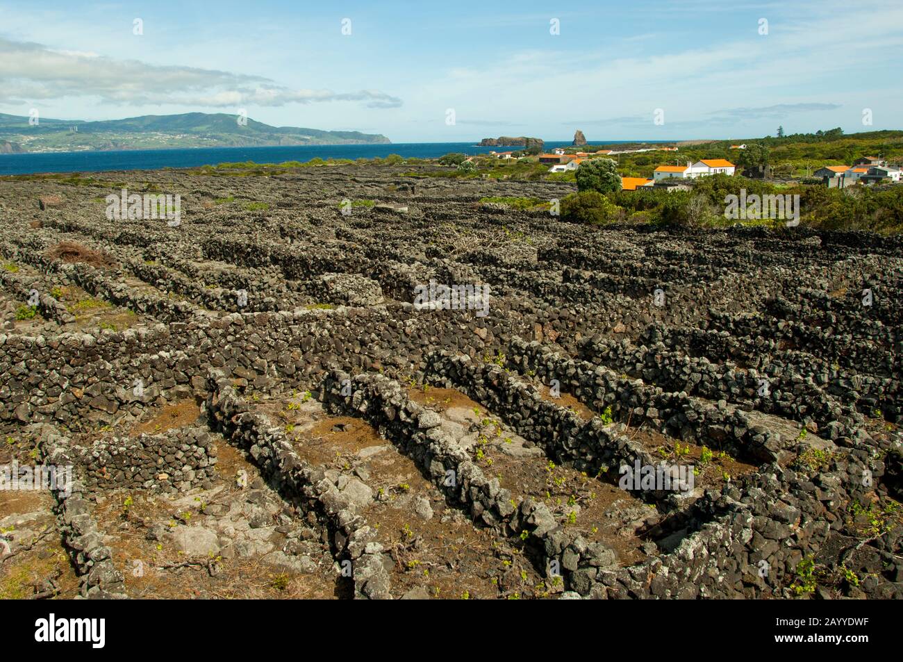 The Landscape of the Pico Island Vineyard Culture (UNESCO World ...