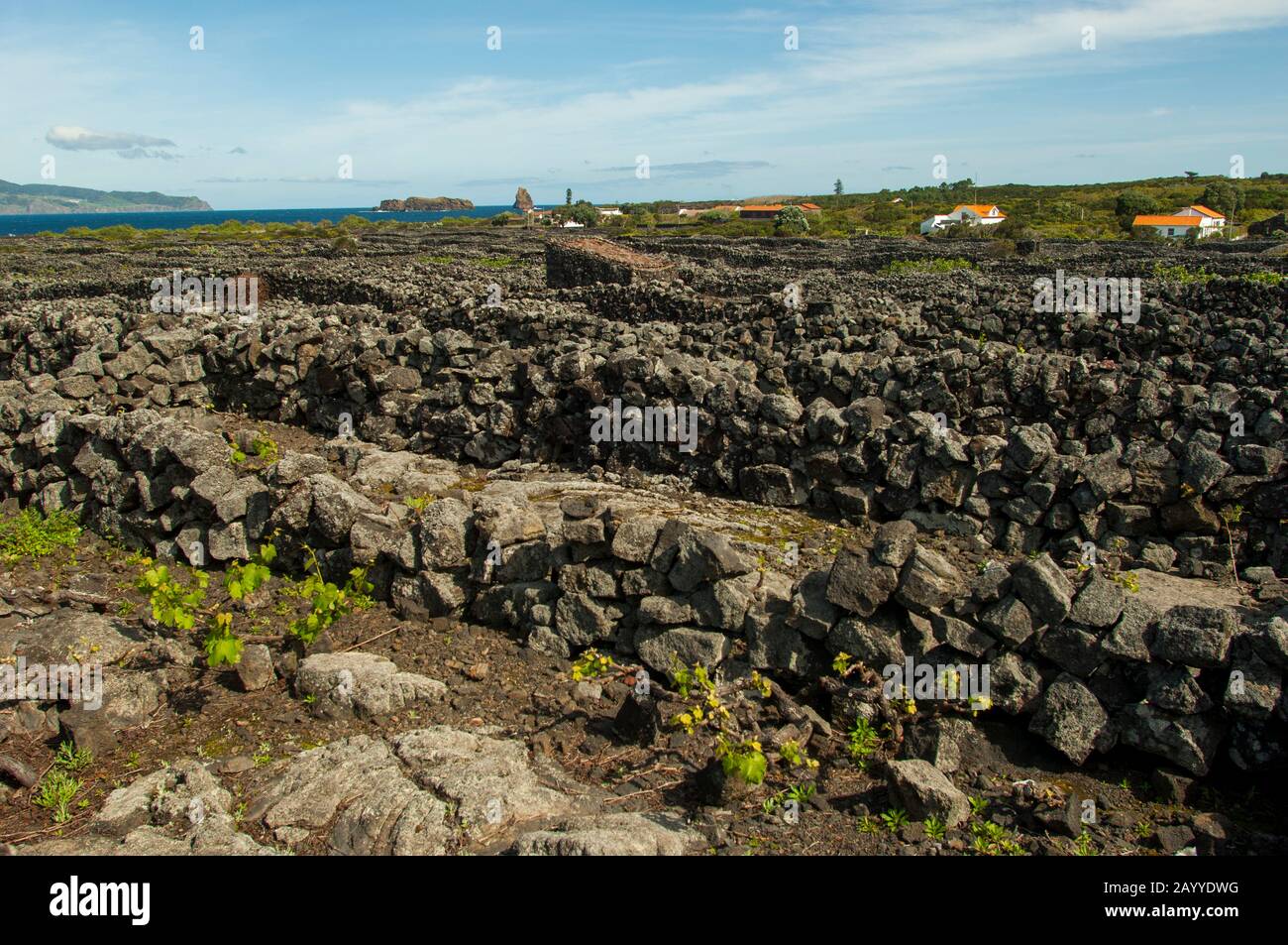 The Landscape of the Pico Island Vineyard Culture (UNESCO World ...