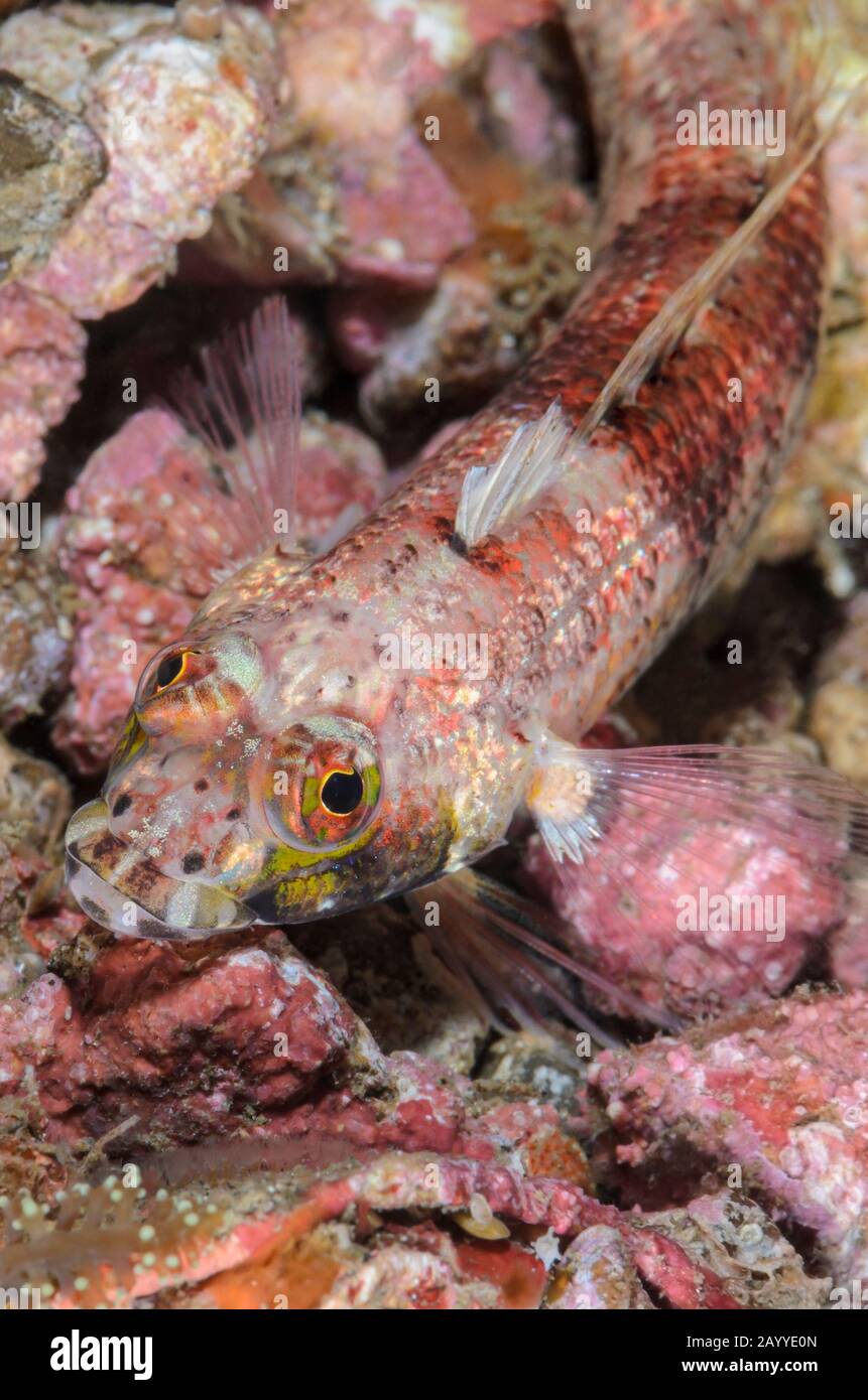 Sand perch, Parapercis sp., Lembeh Strait, North Sulawesi, Indonesia, Pacific Stock Photo