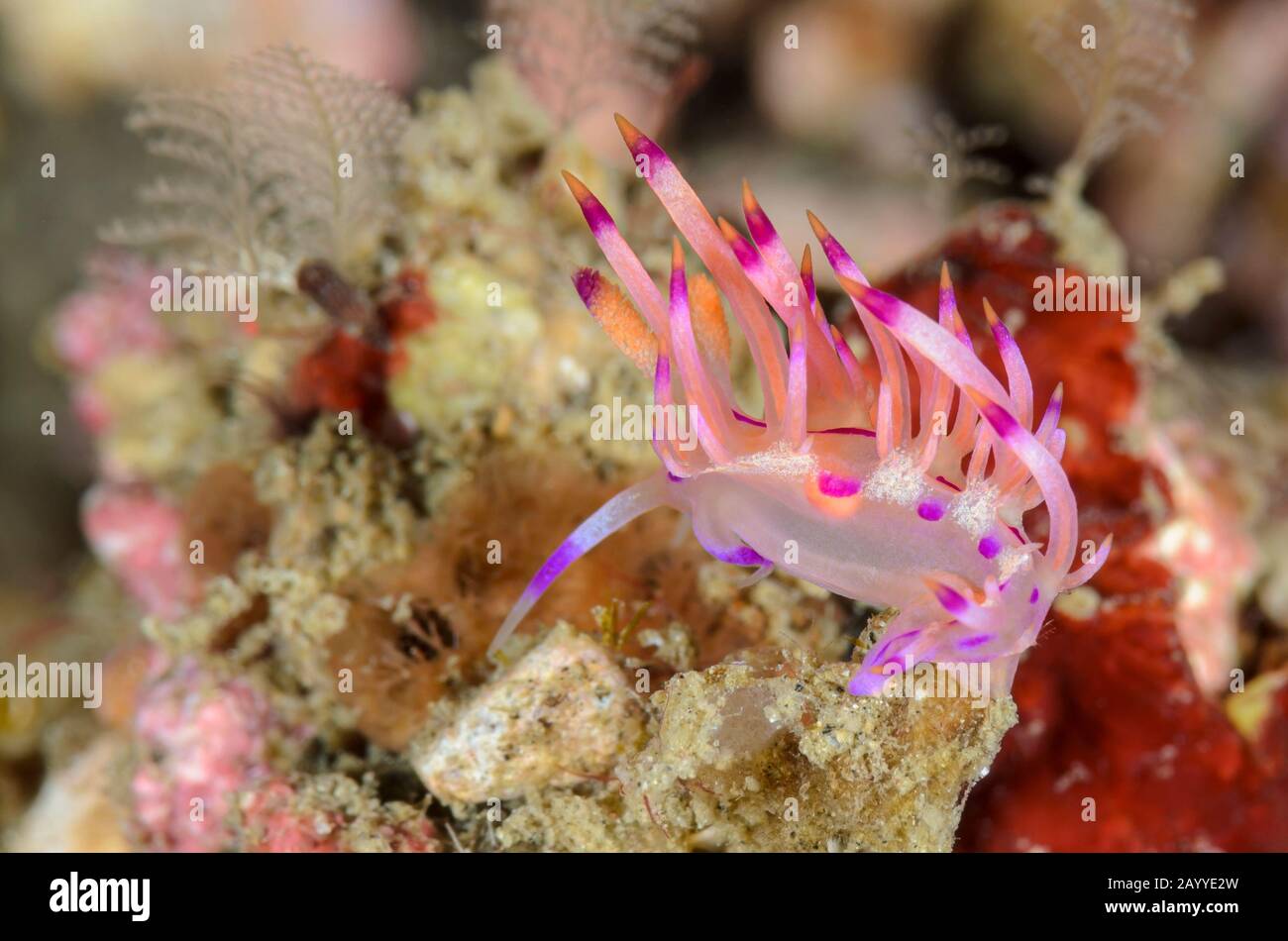 sea slug or nudibranch, Coryphellina flamma, Lembeh Strait, North Sulawesi, Indonesia, Pacific Stock Photo